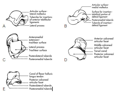 canine ankle injuries