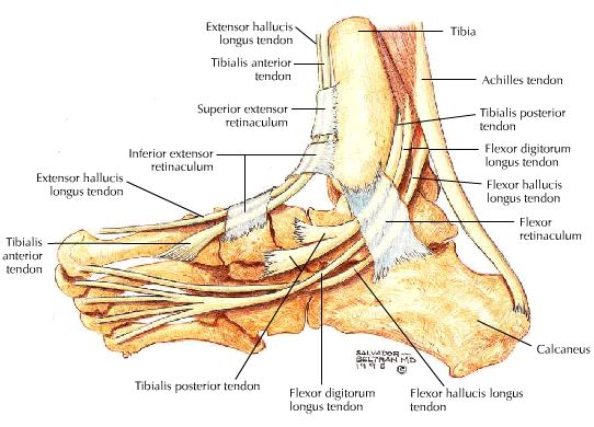 tarsal tunnel syndrome