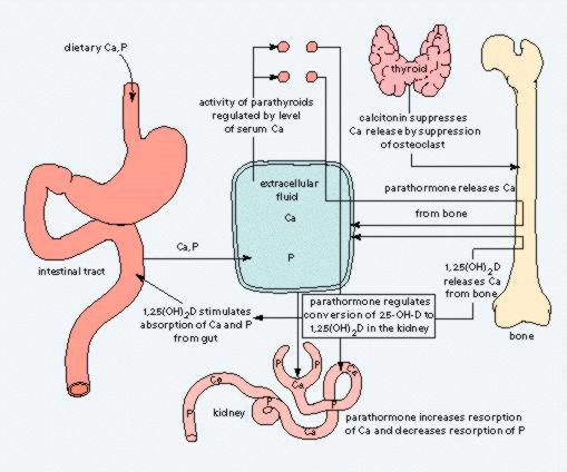 bone formation manner